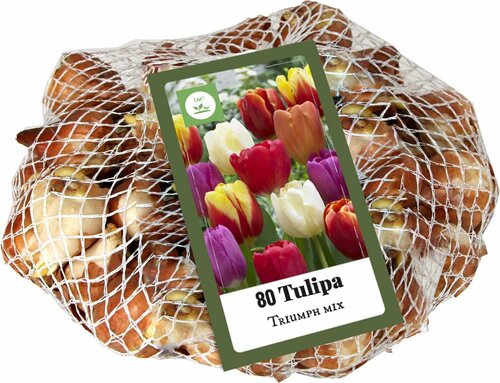 Tulipa Triumph Mix 80 stuks