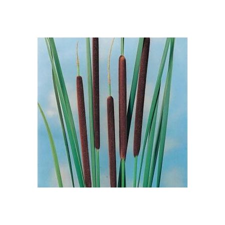 Typha angustifolia