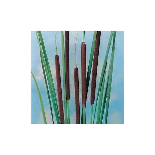 Typha angustifolia