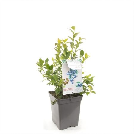 Vaccinium corymbosum Hortblue Petit