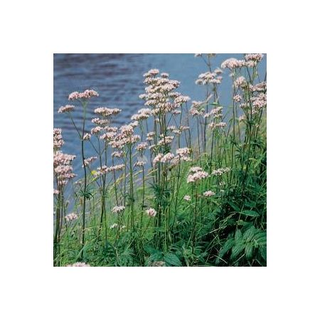 Valeriana officinalis