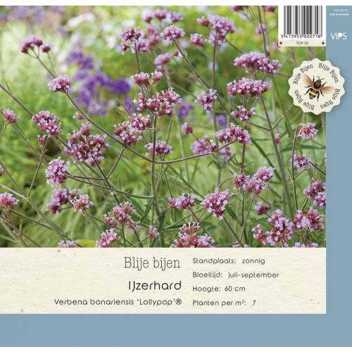 Verbena bonariensis Lollypop® P9