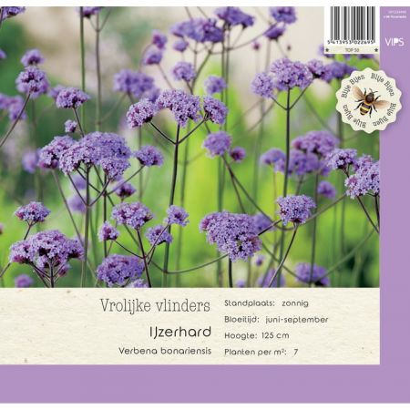 Verbena bonariensis P9