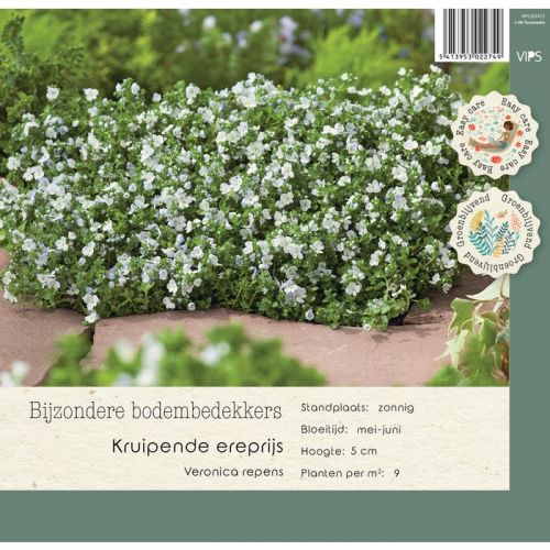 Veronica repens P9