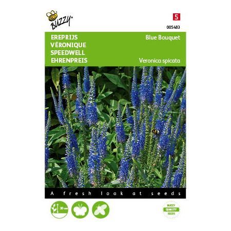 Veronica spicata blue rocket 25zdn