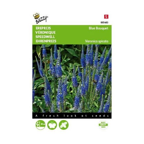 Veronica spicata blue rocket 25zdn