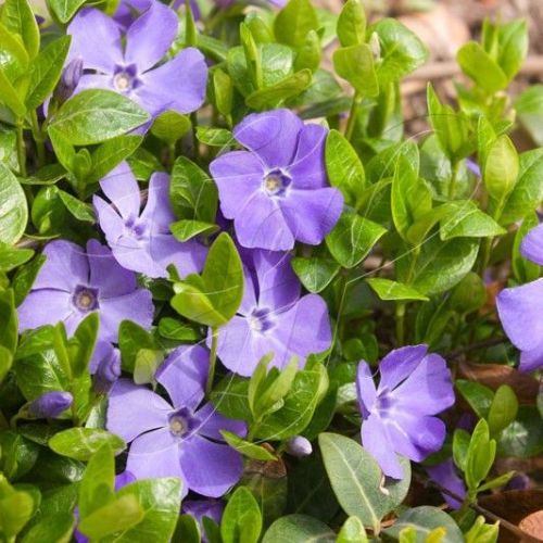 Vinca major P9