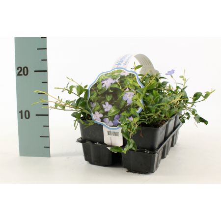 Vinca minor 6-PACK