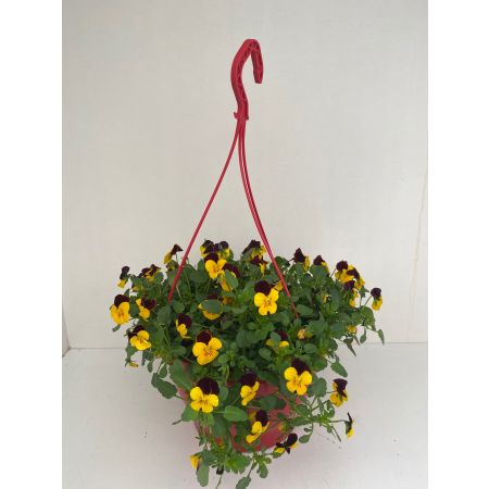 Viola cornuta hangpot P21 geel