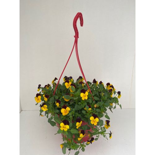 Viola cornuta hangpot P21 geel