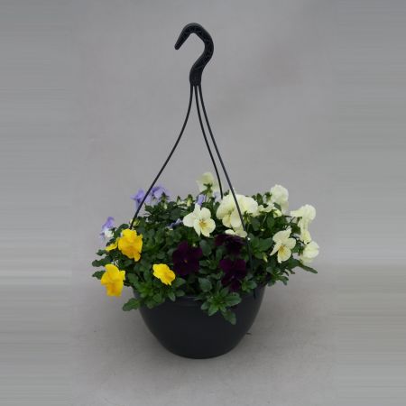 Viola Hangpot doorbloeiend