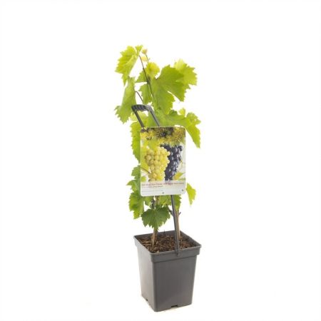 Vitis Duo druif