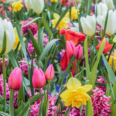Voorjaarsbollen - Frühjahrszwiebeln