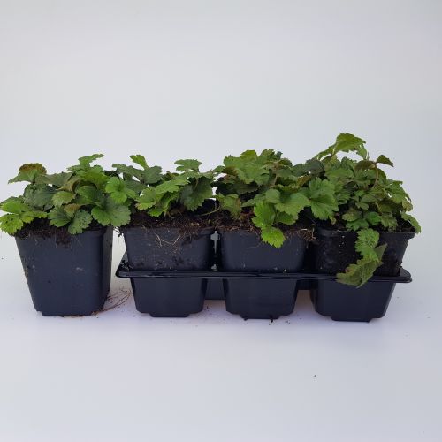 Waldsteinia ternata 6-pack