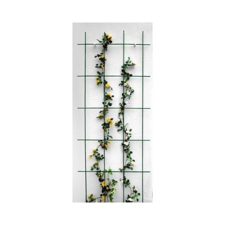 Wandklimrek Groen