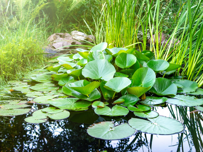 Waterplanten - Wasserpflanzen