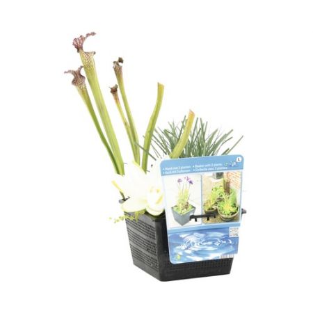 Waterplanten Mixmand P18