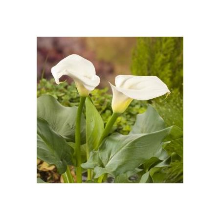 Zantedeschia aethiopica