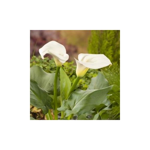 Zantedeschia aethiopica