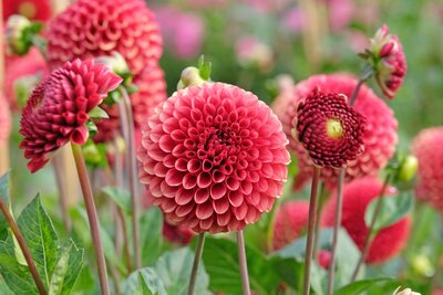 Zomerbollen - Sommerzwiebeln