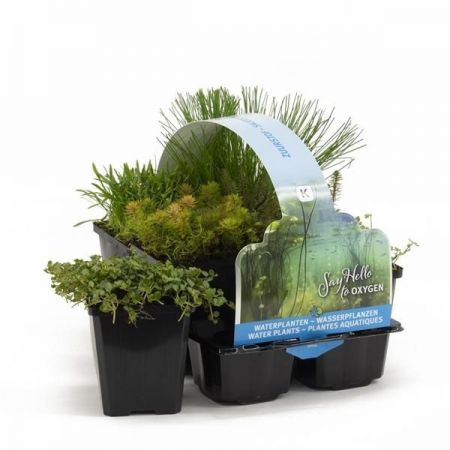 Zuurstofplanten Mix 6-pack P12